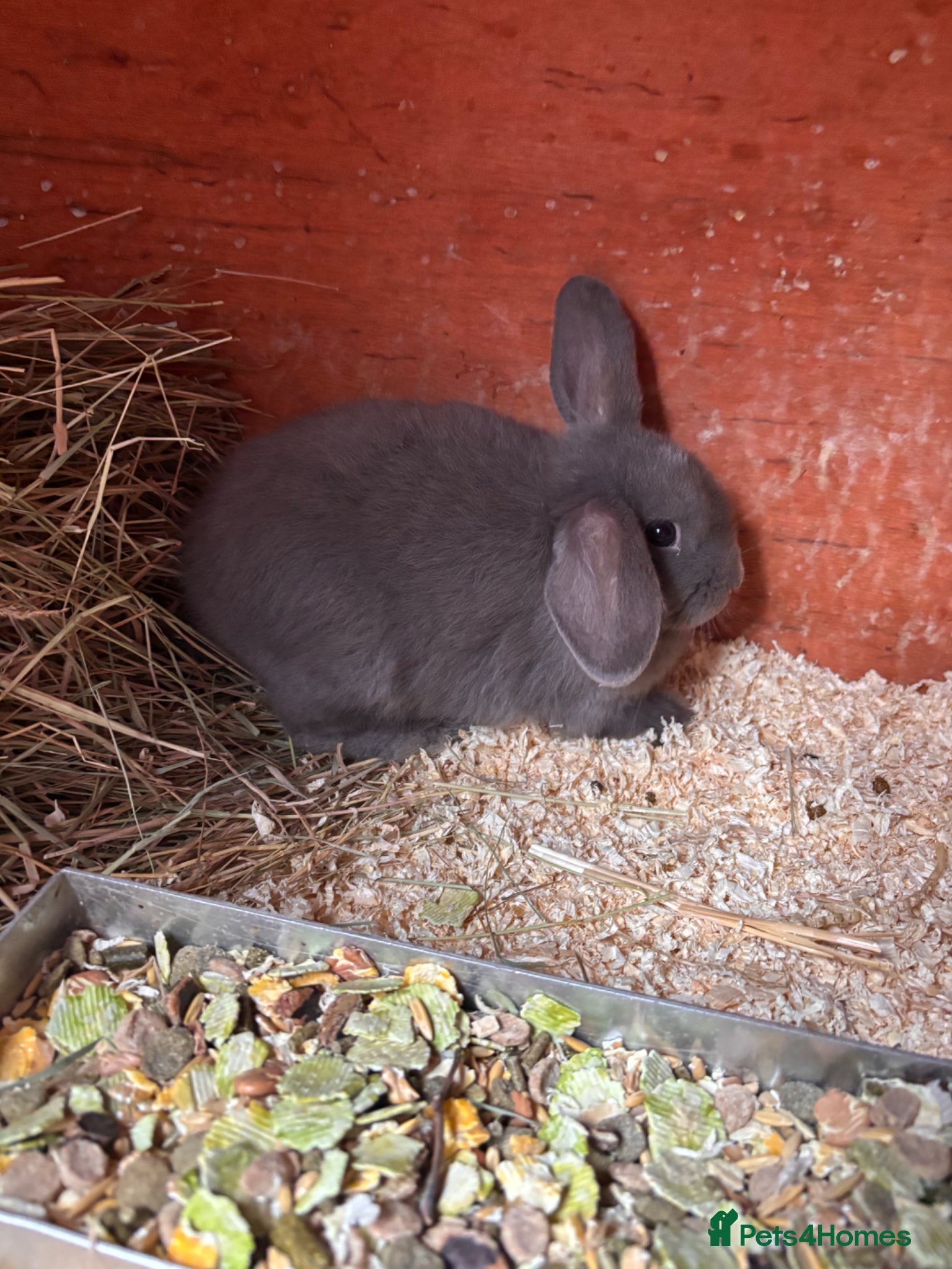 Mini Lop rabbits for sale: 2 beautiful baby’s rabbits for sale  - Advert 10