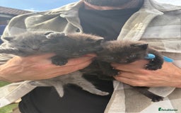 British Shorthair cats for sale: British Shorthair kittens grey/chocolate colours - Image 12
