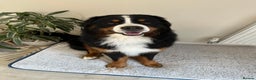 Bernese Mountain Dog dogs for stud: Handsome KC-Registered Bernese Mountain Dog  - Advert 1
