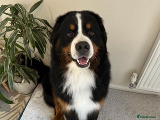 Bernese Mountain Dog dogs Handsome KC-Registered Bernese Mountain Dog - Advert 2