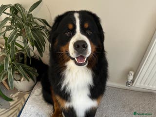 Bernese Mountain Dog dogs For Stud - KC-Registered Bernese Mountain Dog - Advert 1