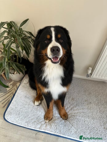 Bernese Mountain Dog dogs Handsome KC-Registered Bernese Mountain Dog - Advert 1