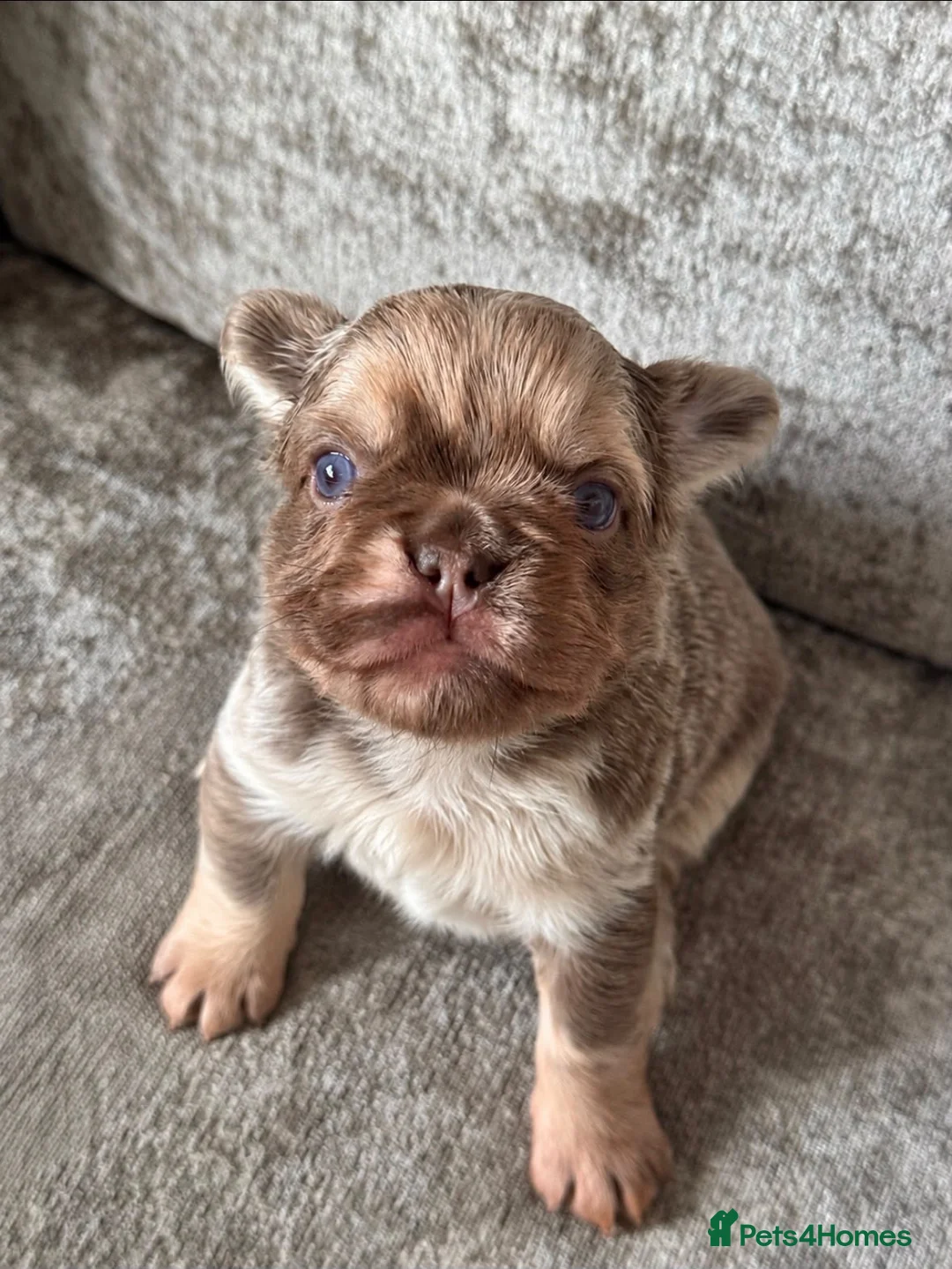 French Bulldog dogs for sale: Stunning Fluffy Frenchies!! - Advert 1