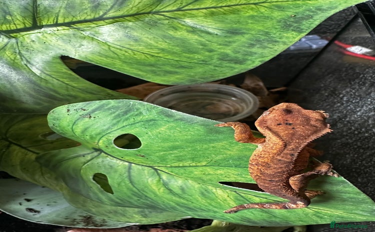 Gecko reptiles - Advert 19