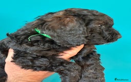 Cockapoo dogs for sale: ✨ F2 Cockapoo Puppies – Ready mid Nov ✨ - Image 13