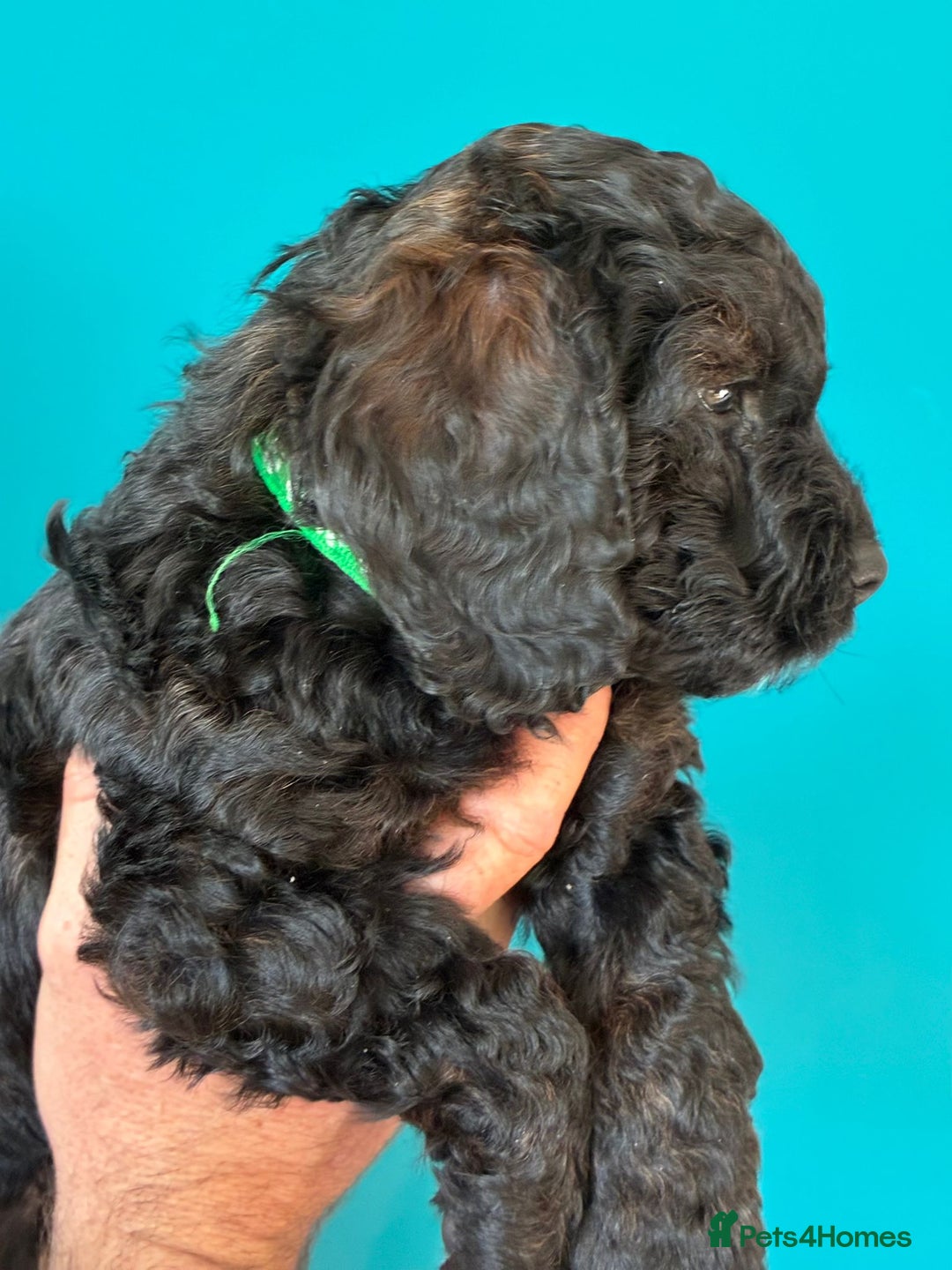 Cockapoo dogs for sale: ✨ F2 Cockapoo Puppies – Ready mid Nov ✨ - Image 13