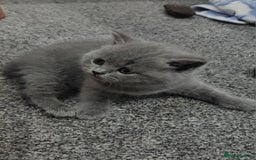 British Shorthair cats for sale: Pretty British shorthair  - Image 13