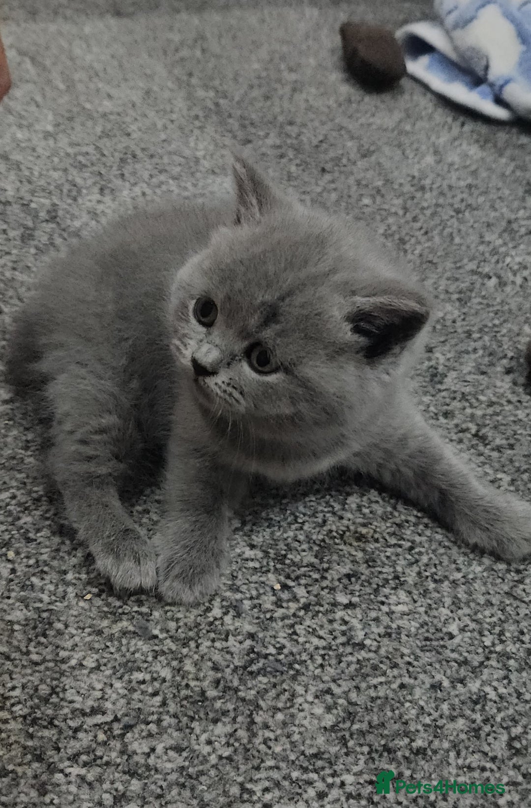 British Shorthair cats for sale: Pretty British shorthair  - Image 13