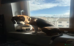 Beagle dogs for sale: Beautiful boy Beagle nearly 6 months old  - Image 8