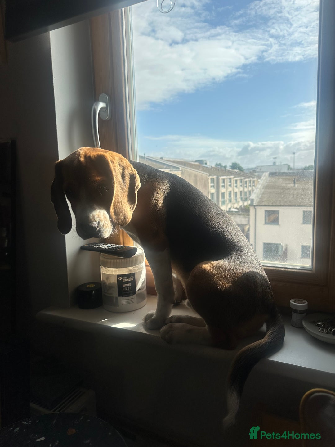 Beagle dogs for sale: Beautiful boy Beagle nearly 6 months old  - Image 8
