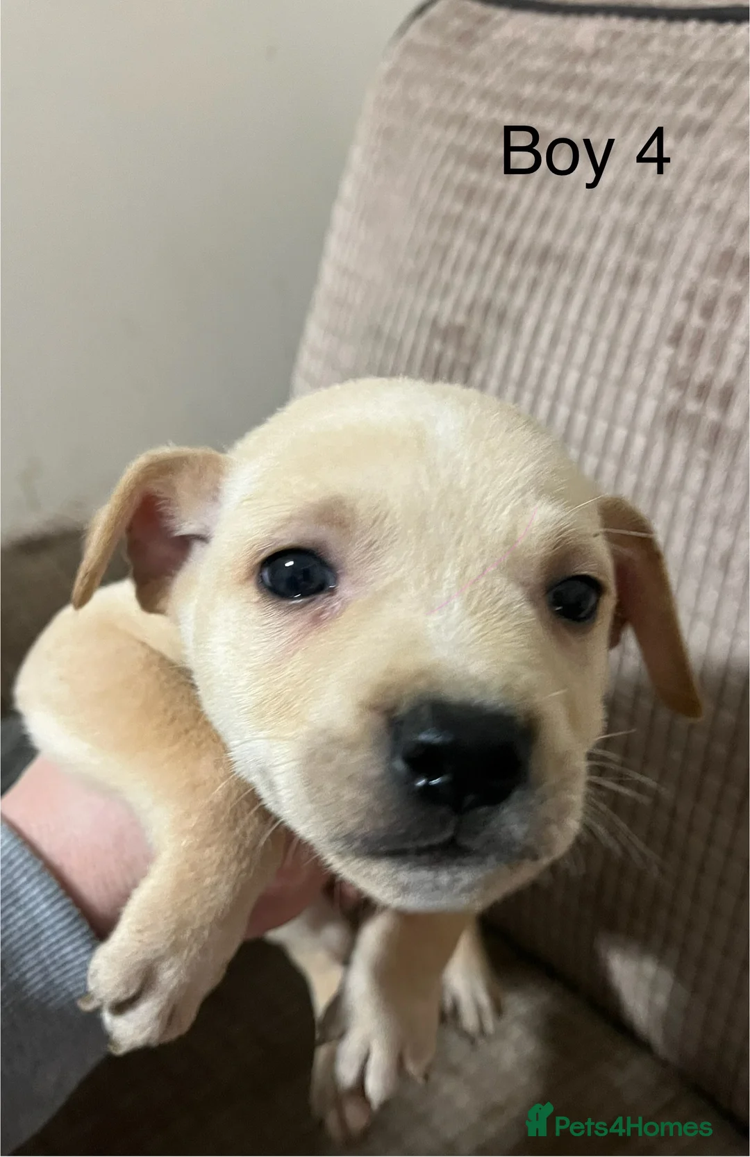 Mixed Breed dogs for sale: Staffy cross Lurcher  - Advert 6