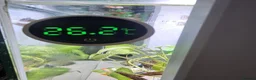 Live Bearers fish for sale: Tank setup with livebearers in Milton Keynes - Advert 2