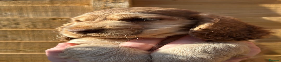 Cocker Spaniel Puppy 1