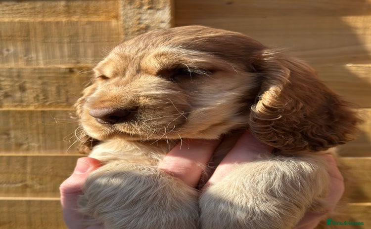 Cocker Spaniel dogs - Advert 12