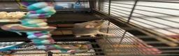 Rat rodents for sale: Paw hut cage + 4 female rats for sale - Advert 4