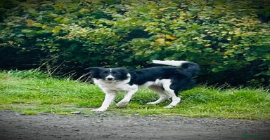 Border Collie dogs - Advert 16