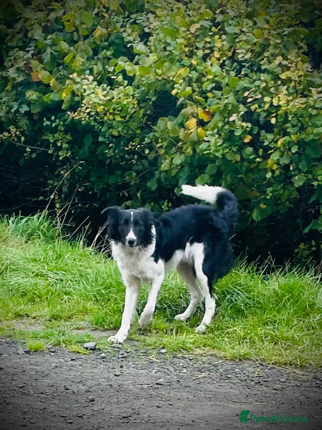 Border Collie dogs for sale: 1 year old collie  - Image 3