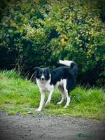 Border Collie dogs - Advert 12