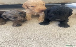Cockapoo dogs for sale: F1 cockapoo puppies - Image 4