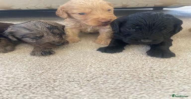 Cockapoo dogs - Advert 6