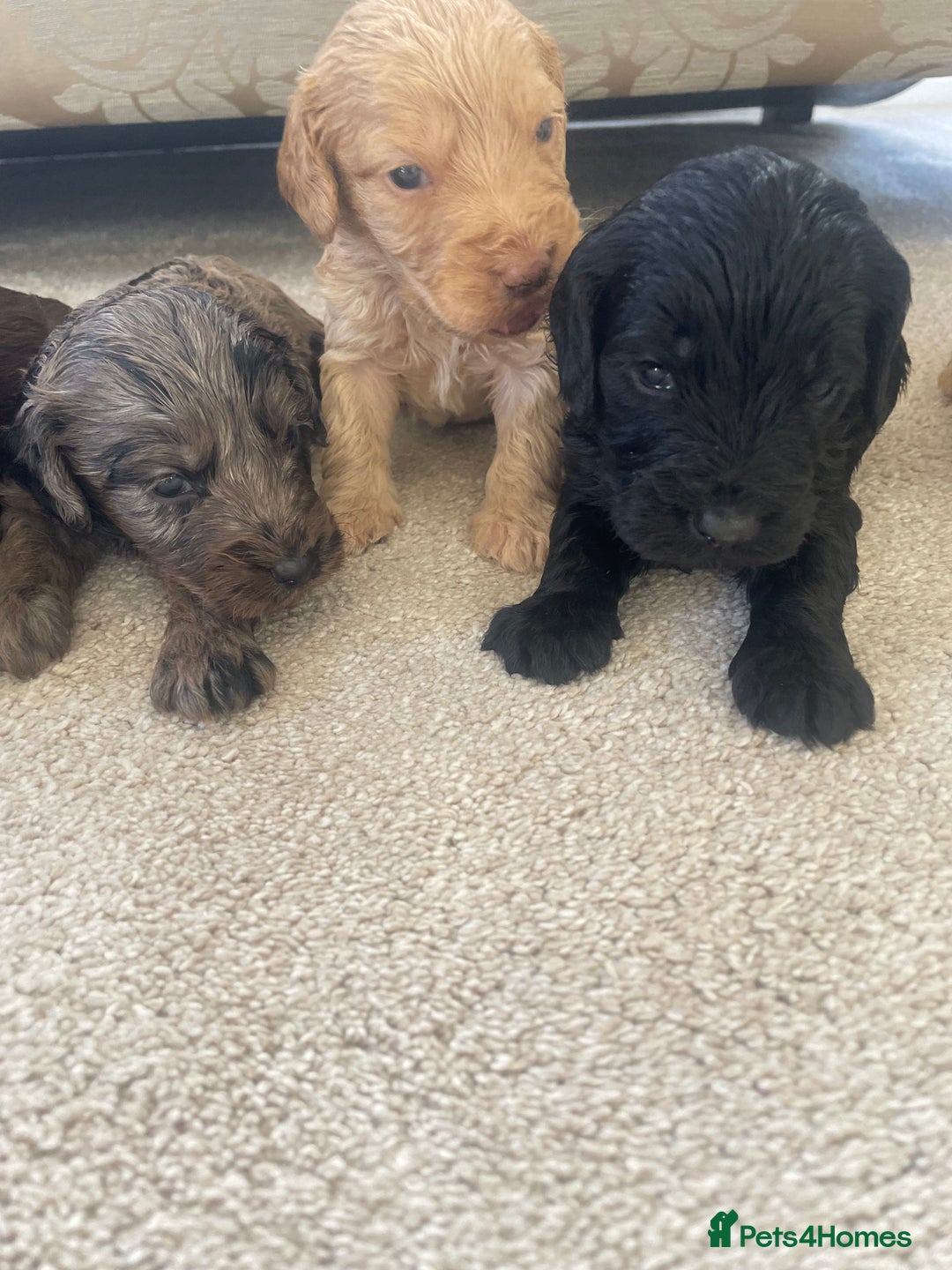 Cockapoo dogs for sale: F1 cockapoo puppies - Image 4