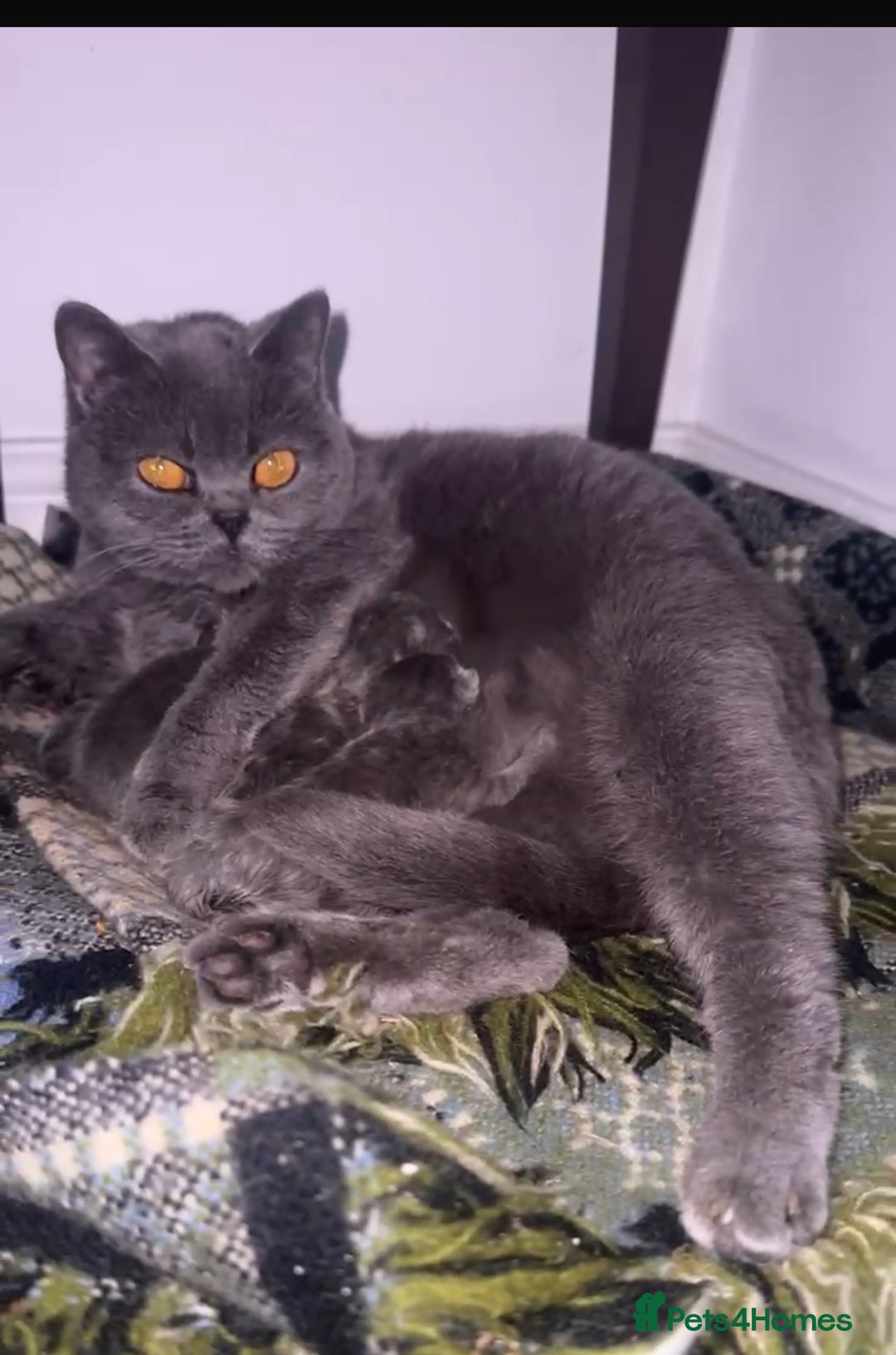 British Shorthair cats for sale: British Shorhair kittens!!! - Advert 3