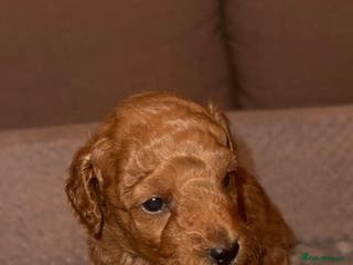 Toy Poodle dogs Toy poodle - Advert 10