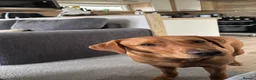 Labrador Retriever dogs for sale: Jasper in Burnley - Advert 1