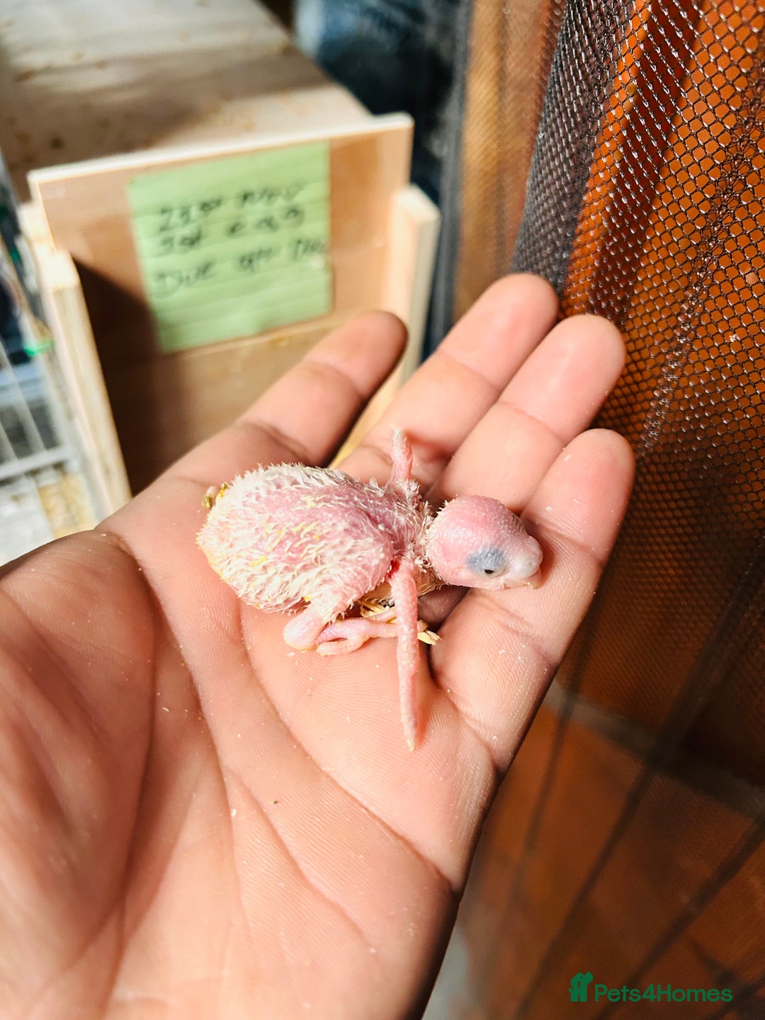 Budgerigars birds for sale: Adorable Handreared  baby budgies  - Advert 7