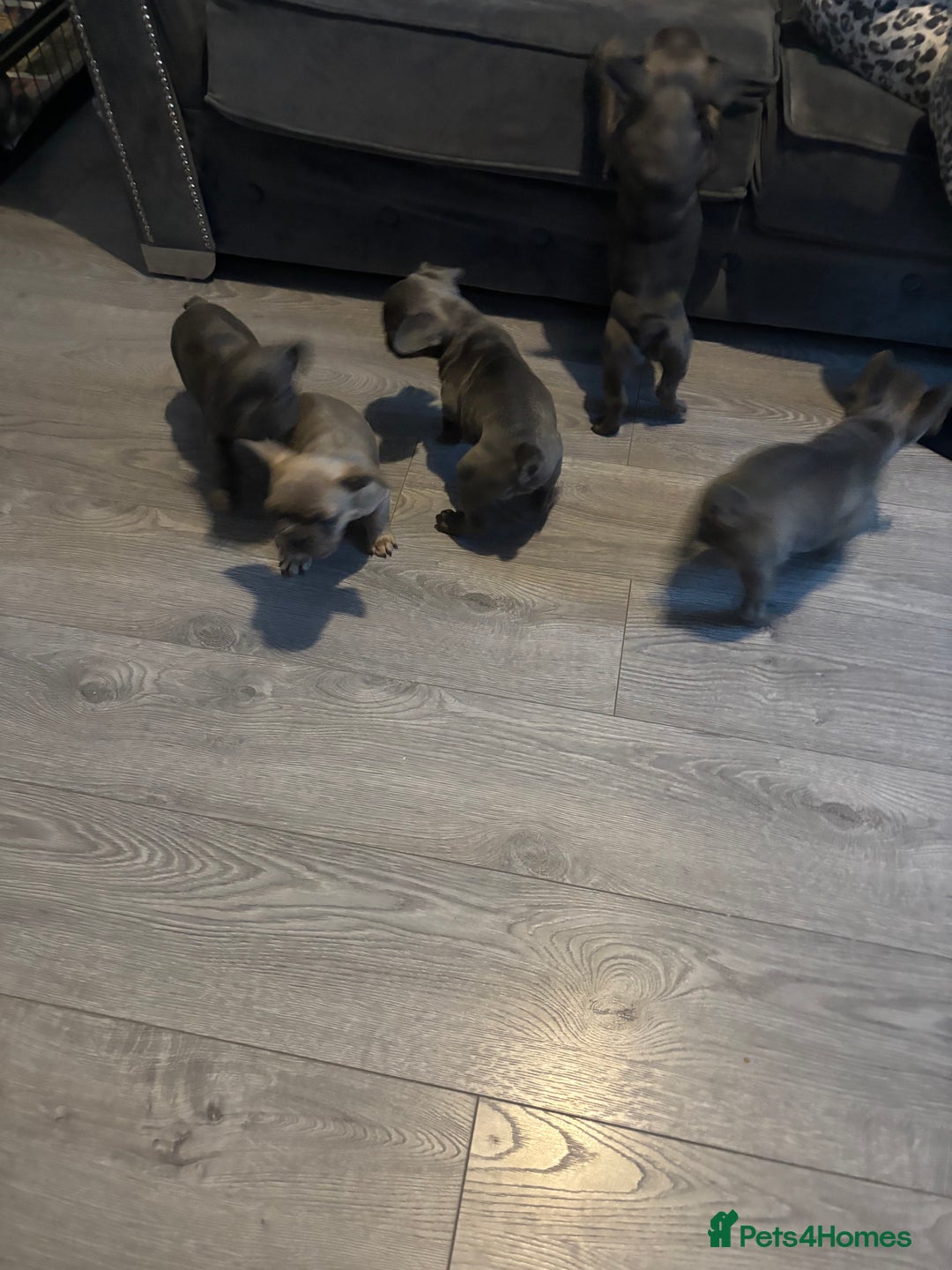 French Bulldog dogs for sale: French bulldogs puppies  - Image 9