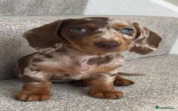 Miniature Dachshund dogs for stud: STUD chocolate dapple and tan miniature dachshund - Image 5
