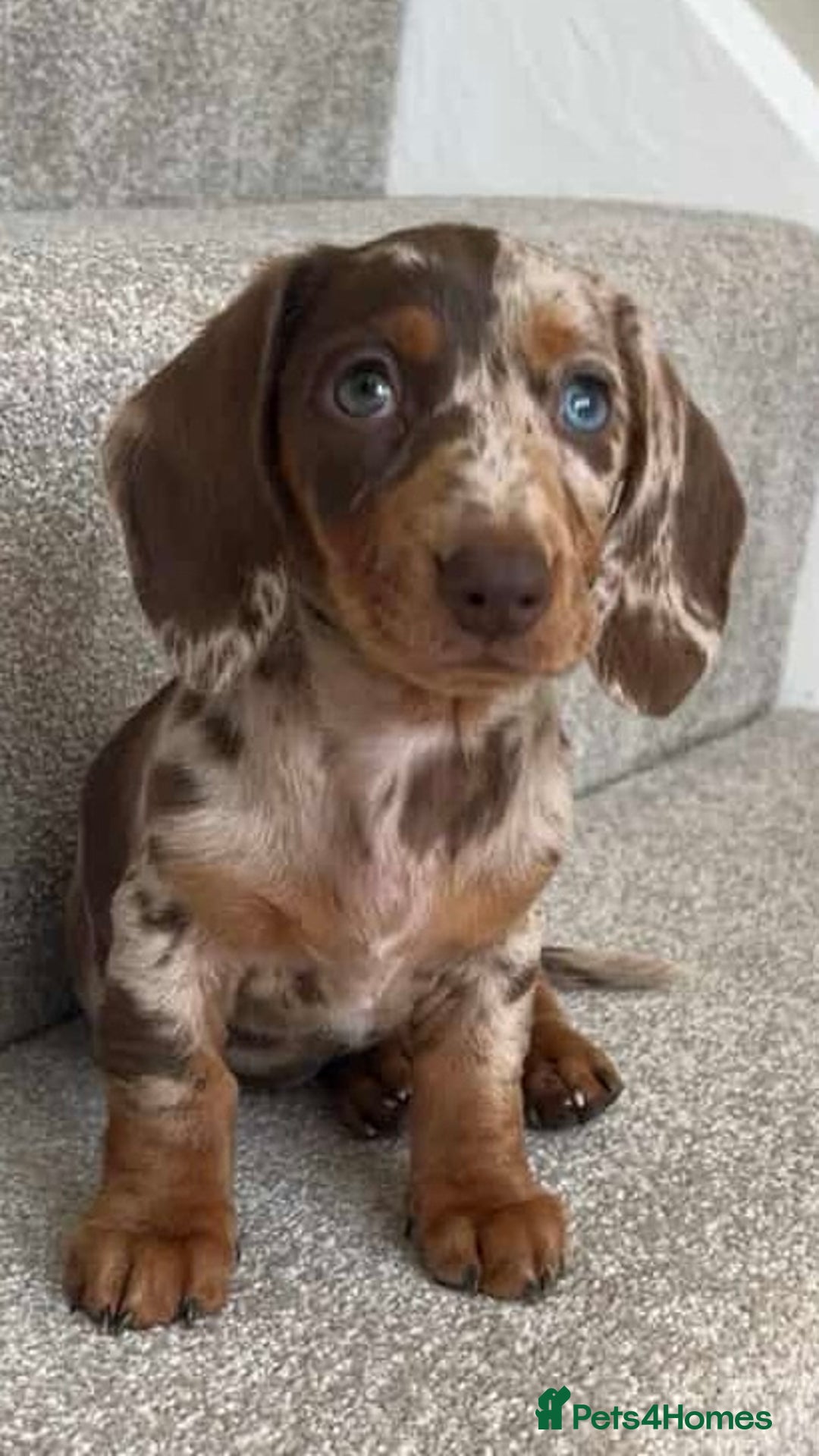Miniature Dachshund dogs for stud: STUD chocolate dapple and tan miniature dachshund - Image 5