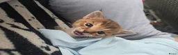 Chausie cats for sale: CHAUSIE F6  - Advert 5