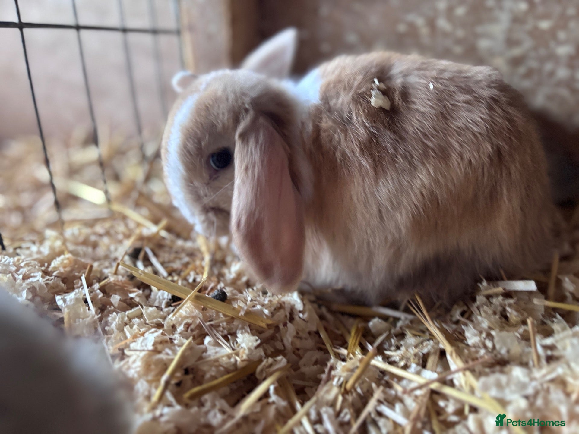 Mini Lop rabbits for sale: 2 beautiful mini lops for sale  - Advert 8