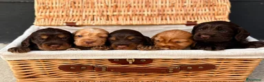 Cocker Spaniel 2