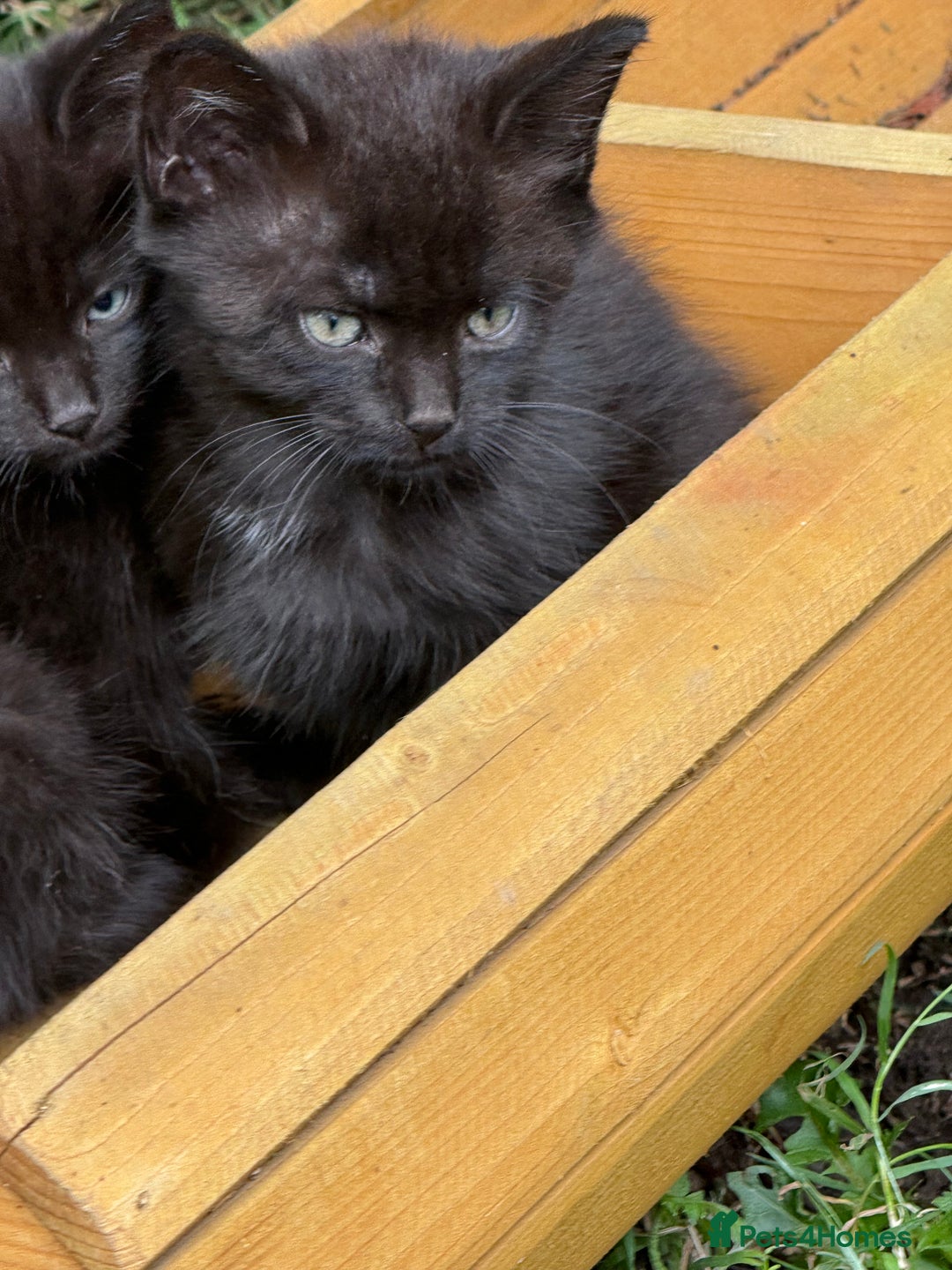 Mixed Breed cats for sale: Black kittens Manchester  - Image 5