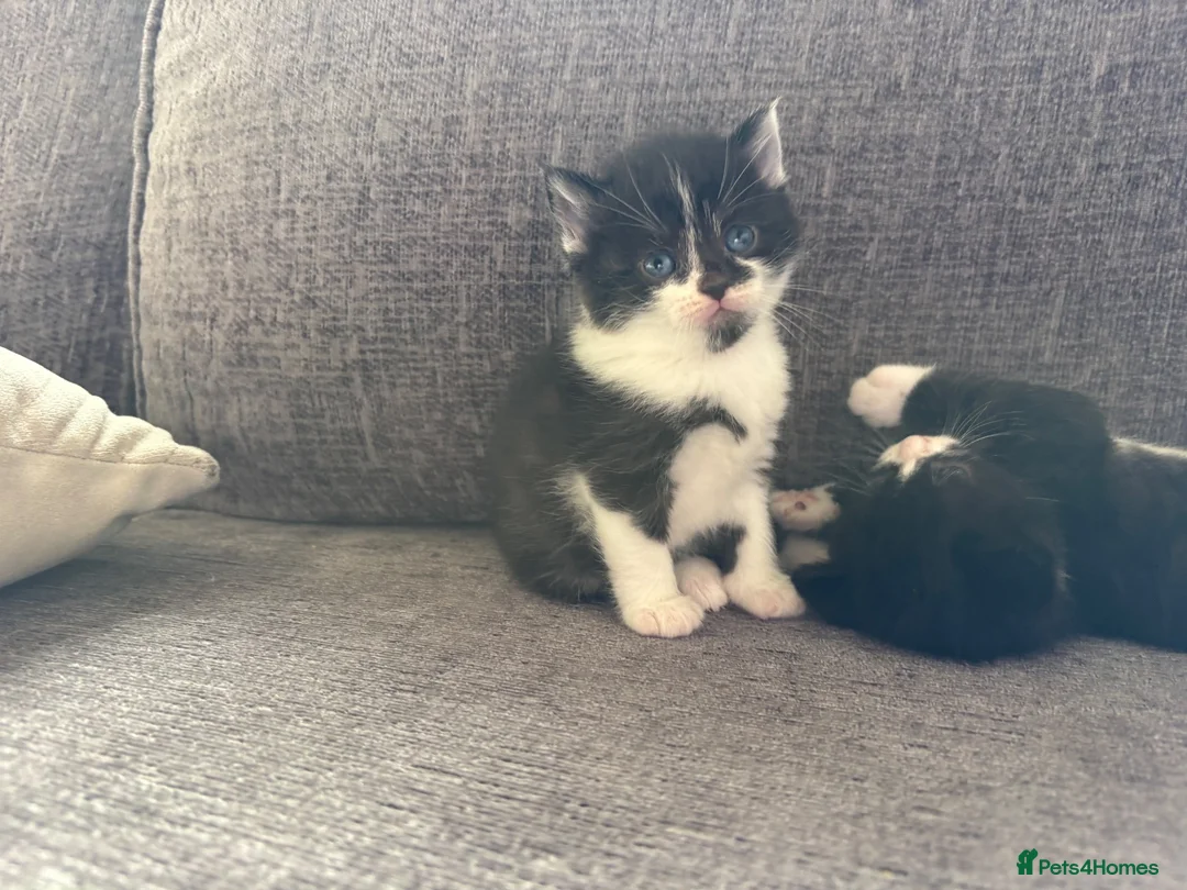 Mixed Breed cats for sale: Tuxedo kittens  in Runcorn - Advert 1