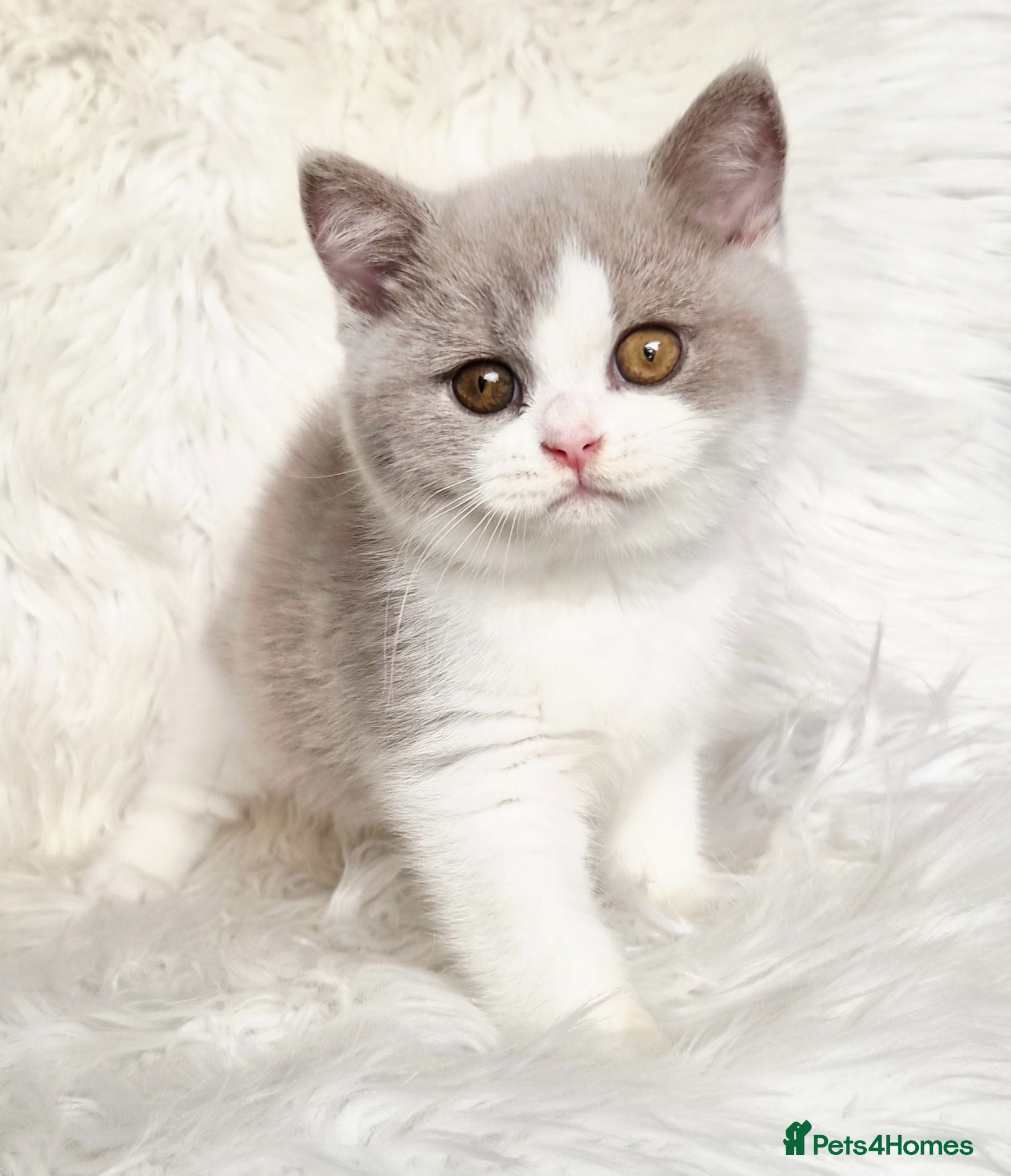 British Shorthair cats Gorgeous loving purr machines READY NOW - Advert 13