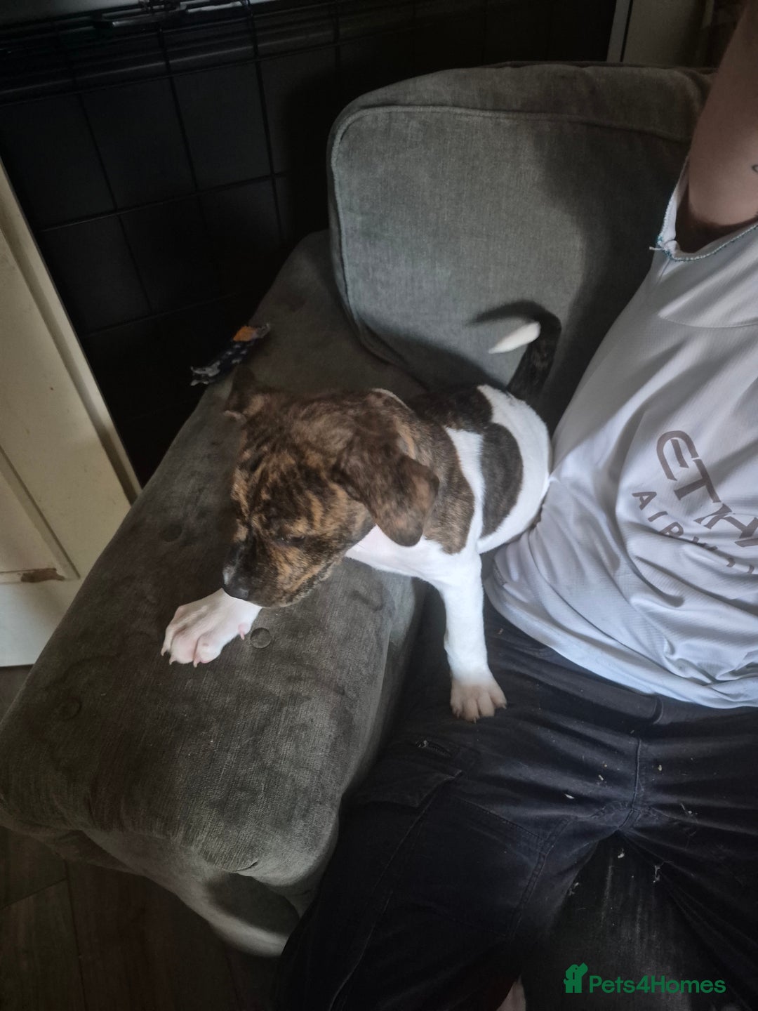 Mixed Breed dogs for sale: American Akita/Bullmastiff cross - Image 19