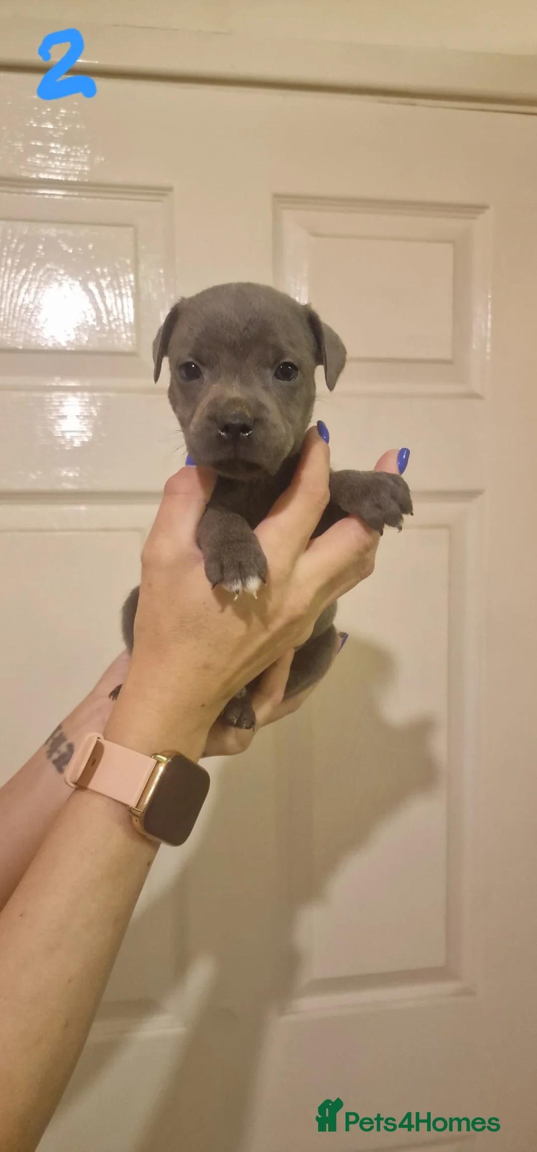 Staffordshire Bull Terrier dogs for sale: 6 beautiful blue staffs - Advert 7