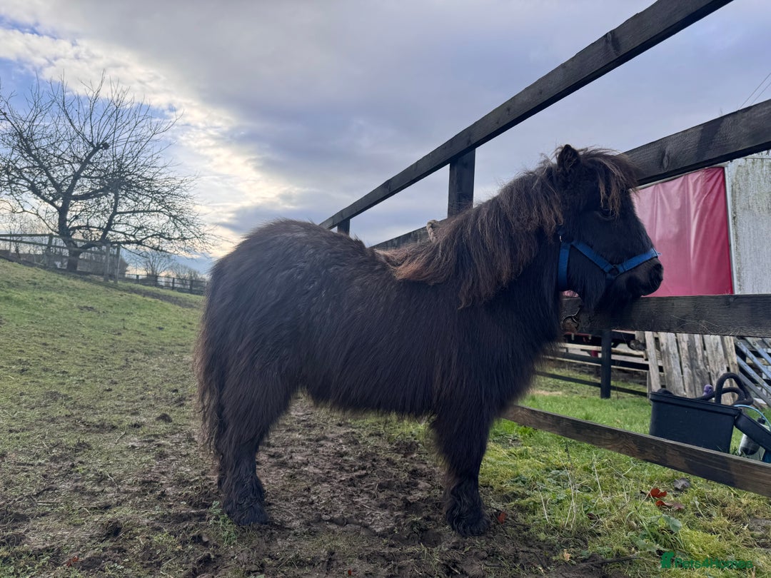 Shetland pony horses for sale: Miniature Shetland colt, Blue roan - Advert 3