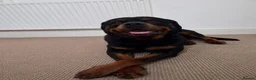 Rottweiler dogs for sale: 🐶 Beautiful Rottweiler Puppies - Advert 5