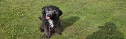 Bernedoodle dogs for sale: Lovely Bernedoodle boy - Advert 2