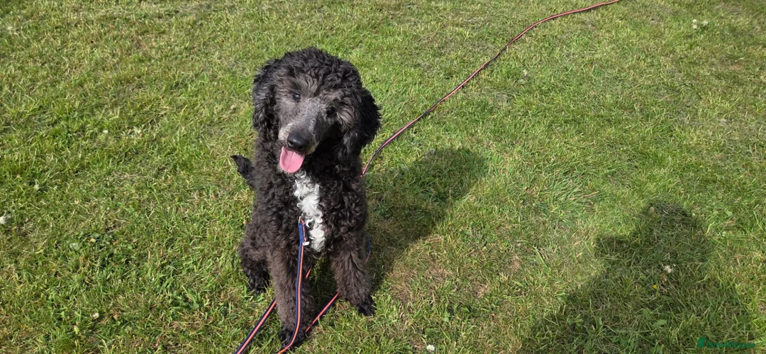 Bernedoodle dogs for sale: Lovely Bernedoodle boy - Advert 2