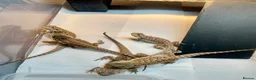 Bearded Dragon reptiles for sale: Juvenile Bearded dragons  - Advert 11
