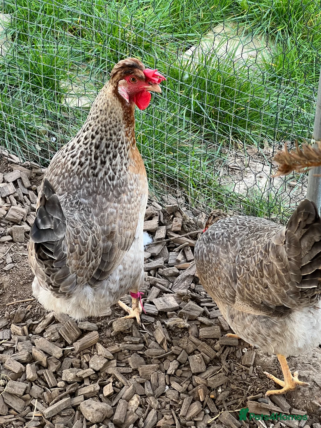 Chickens poultry for sale: 4 x 1 year old Crested Cream Legbar hens  - Advert 8