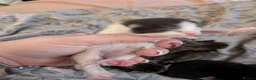 Mixed Breed cats for sale: Five stunning kittens - Advert 9