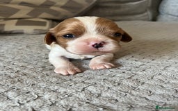Cavalier King Charles Spaniel dogs for sale: Male and female available  - Advert 1