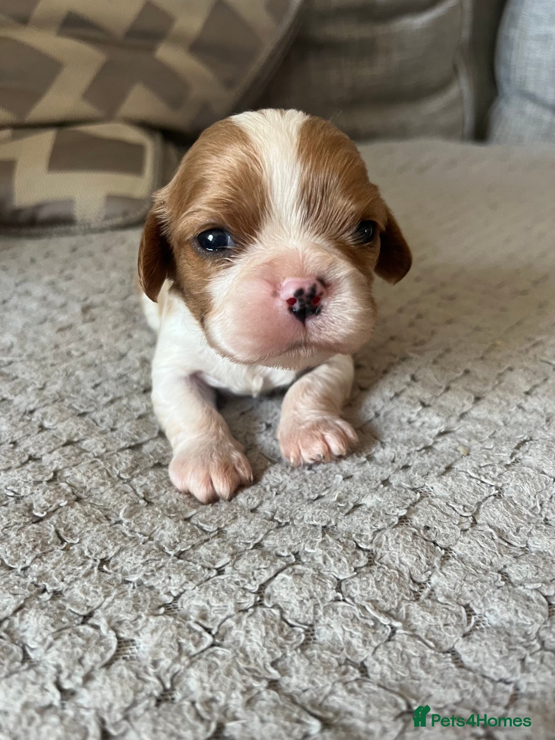 Cavalier King Charles Spaniel dogs for sale: Male and female available  - Advert 1