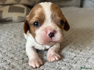 Cavalier King Charles Spaniel dogs Male and female available - Advert 15